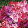 Sweet Peas 28 Super Ready Plants
