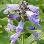 catmint