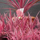 Cordyline Pink Passion Plants x 2