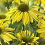 coneflower