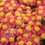 yarrow
