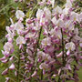 Japanese wisteria