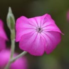 rose campion