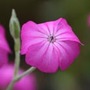 rose campion