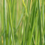 giant switch grass
