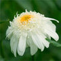 shasta daisy