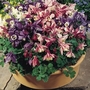 Aquilegia Winky Mix 28 Plants