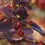 Berberis (Thunbergii atropurpurea) 1 Plant