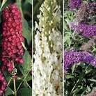 Buddleia Collection 3 Plants