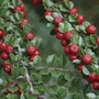 Cotoneaster (Horizontalis) 3 Plants