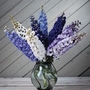 Delphinium Magic Fountain Dwarf 28 Plants