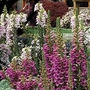 Digitalis F1 Camelot Mixed 28 Jumbo Ready Plants