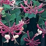 Honeysuckle (Lonicera Belgica) 3 Plants
