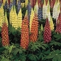 Lupin Gallery Dwarf 28 Jumbo Ready Plants
