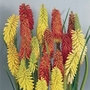 Red Hot Poker Flamenco 28 Plants