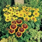 Rudbeckia Toto Mix 28 Plants
