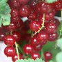 redcurrant
