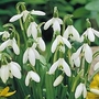 Snowdrop Single-flowered 25 bulbs 'in the green'