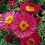 hairy michaelmas daisy