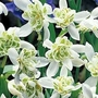 Snowdrop Double-flowered 50 bulbs 'in the green'