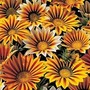 Gazania Tiger Stripes Mixed 84 plug plants