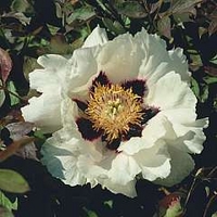 Peony - Tree Peony Rockii 2 bareroot plants