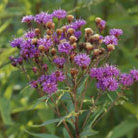 ironweed (syn crinita )