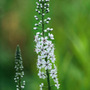 loosestrife