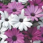 Osteospermum Hybrida Passion Mixed 16 garden-ready plants