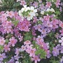 Bacopa Mixed 3 triple pack pots