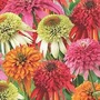 Echinacea Fruity Doubles Collection 4 plants in 7cm pots - 1 of each variety
