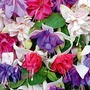 Fuchsia Giants Collection A 30 young plants