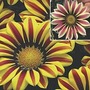 Gazania Big Kiss Mixed 42 plug plants