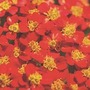 Achillea Millefolium 'Cerise Queen' 3 plants