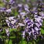 giant catmint