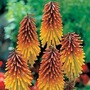 Red Hot Poker 3 plants