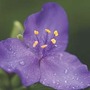 Tradescantia Andersoniana 3 jumbo plants