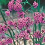 Verbena Bonariensis 3 jumbo plants