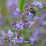 catmint