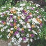 Osteospermum Falling Stars&trade; (Sunbrella) 10 jumbo plants