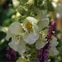 mullein