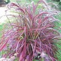 Pennisetum Setaceum 'Fireworks' 2 jumbo plants + 1 free