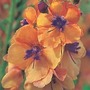 Verbascum 'Clementine' 5 jumbo plants