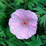 striped bloody cranesbill