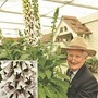 Foxglove Pam’S Split 84 plug plants