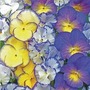 Viola Cottage Garden Mix 15 plants