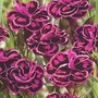 Dianthus Tropical Butterfly 10 jumbo plants + free &acirc;£5 flowers & gifts voucher