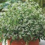 Euphorbia Breathless 5 jumbo plants