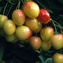 cherry