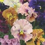Pansy Ballerina 84 plug plants